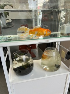 IMG_9012.jpeg